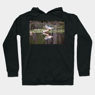 Black-crowned Night Heron Hoodie